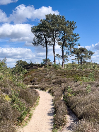 Heide in het Drents-Friese Wold