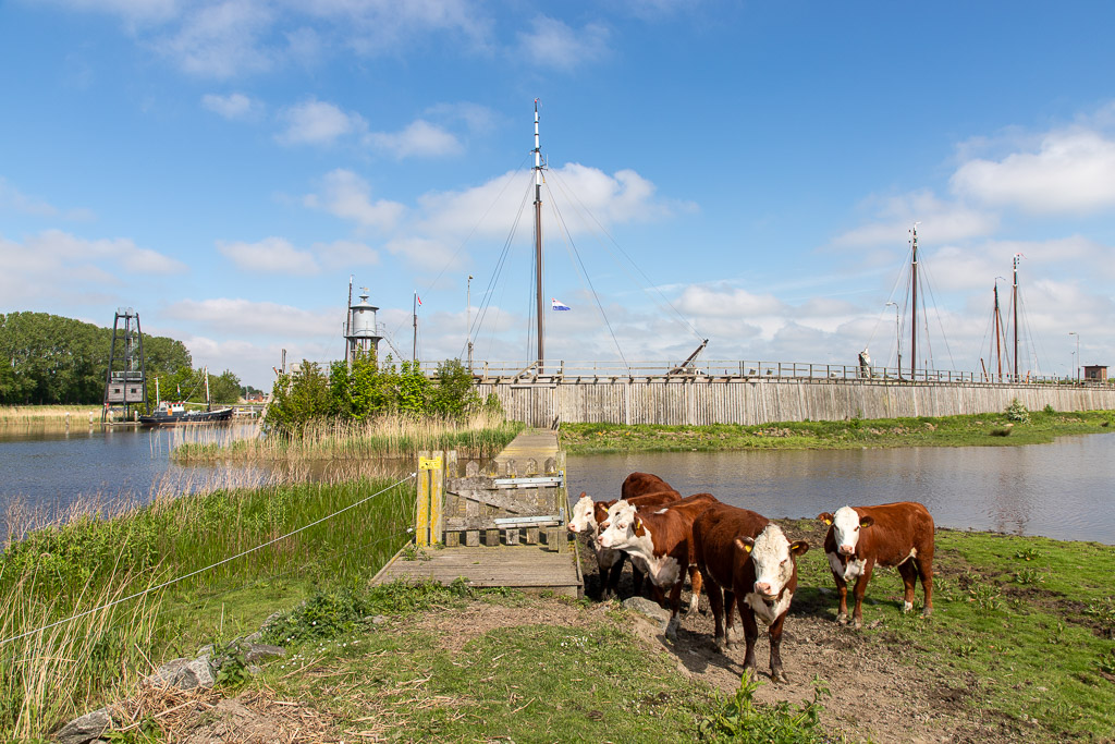 Nieuwsgierige koeien bij buitenhaven Het Lange Hoofd